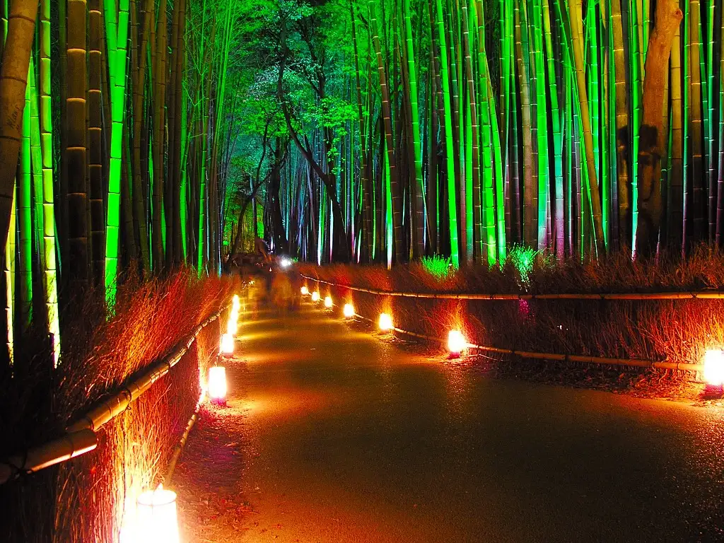 Night bamboo forest